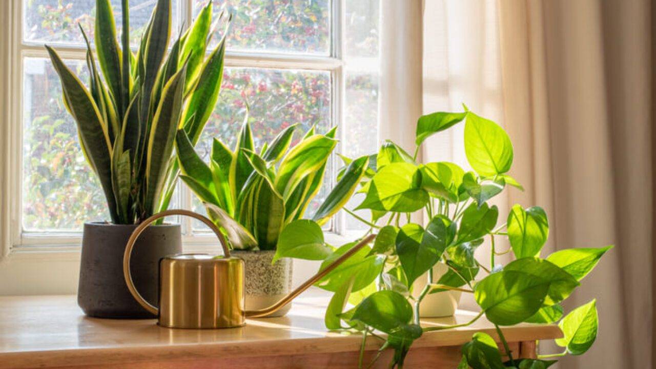 must-have-plants-that-are-perfect-for-your-home